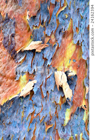 Colorful peeling gum tree bark 24162394