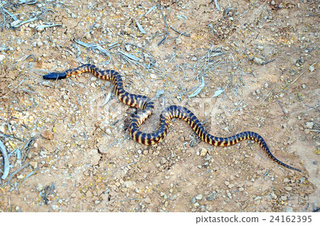 Black Headed Python (Aspidites melanocephalus)  24162395