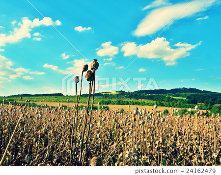 Long dry stalk of poppy seed. Field of poppy heads 24162479