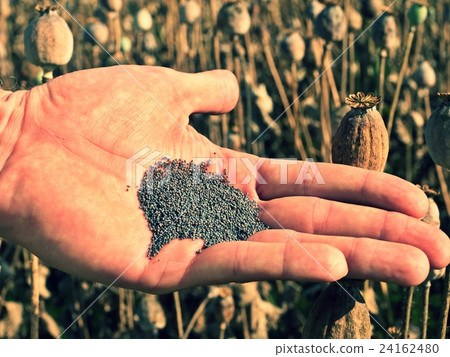 Man hand open poppy head in field.Check of quality Man hand open poppy head in field.Check of quality 24162480