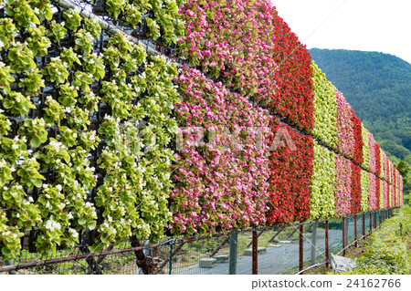 Niagara Flower Kawaguchiko Niagara Flower Kawaguchiko 24162766
