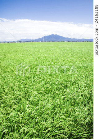 從Shimotsuma市，茨城縣夏天鄉下風景看的夏天風景 24163189