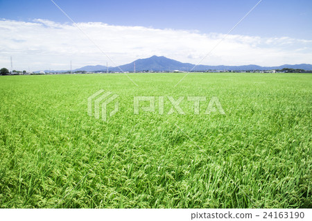 從Shimotsuma市，茨城縣夏天鄉下風景看的夏天風景 24163190