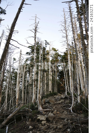 Streak blight phenomenon of Mt. Kinpei Streak blight phenomenon of Mt. Kinpei 24163271