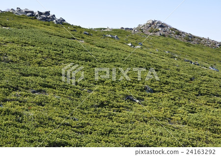 Pine wood in the east of Jinpu Mountain 24163292