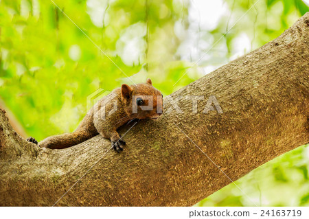 Eastern Grey Squirrel (Sciurus carolinensis) Eastern Grey Squirrel (Sciurus carolinensis) 24163719