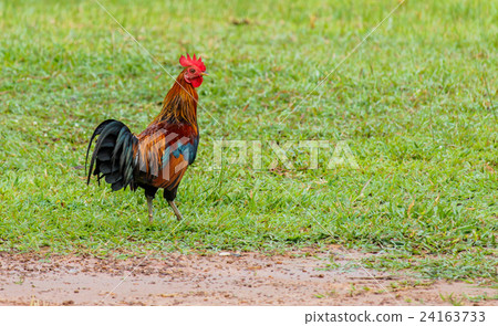 Beautiful Rooster on nature background Beautiful Rooster on nature background 24163733