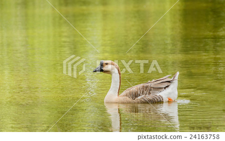 Grey Goose swimming in a large pond. Grey Goose swimming in a large pond. 24163758