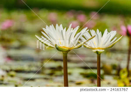 blossom lotus flower focus on flower blossom lotus flower focus on flower 24163767