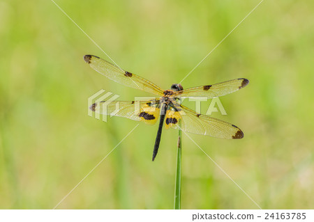 beautiful dragonfly resting on grass in Field 24163785
