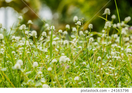 Many white small flowers of meadow Many white small flowers of meadow 24163796