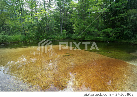 Contrast of green and brown, Tashiroke, Kamikochi, Nagano prefecture 24163902