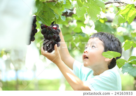 孩子們享受葡萄狩獵 24163933
