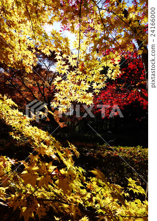 Autumn leaves 24166000