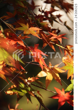Autumn leaves 24166323