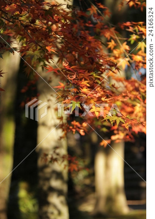 Autumn leaves Autumn leaves 24166324