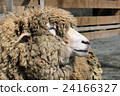 Sheep sideways 24166327