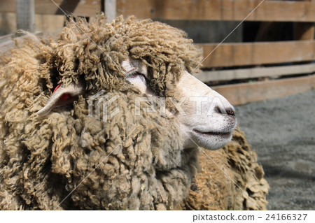 Sheep sideways 24166327