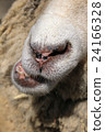 Sheep's mouth 24166328