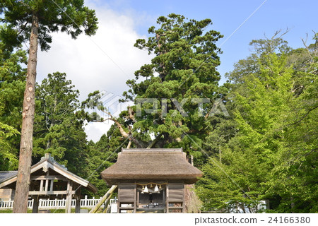 [Oki] Yakusugi of Tamawaka Vineyard Shrine 24166380