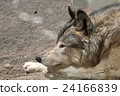 Wolf profile 24166839