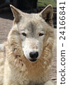 Wolf frontal face 24166841