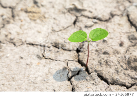 從破裂的地面的植物eco圖像吹的新芽 24166977