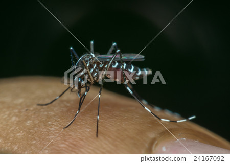 Macro of mosquito (Aedes aegypti) sucking blood 24167092