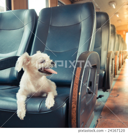 Dog on train, Vintage style Dog on train, Vintage style 24167120