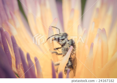 Macro of Bee insect focus at eye Macro of Bee insect focus at eye 24167182