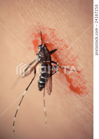 Macro of mosquito sucking blood Macro of mosquito sucking blood 24167258