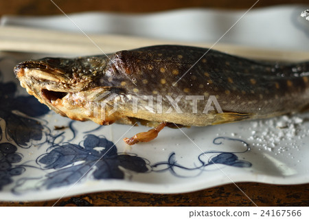 Salt-grilled Iwana 24167566