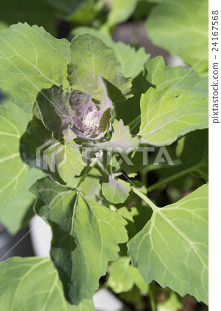 奎奴亞藜的耳朵 24167568