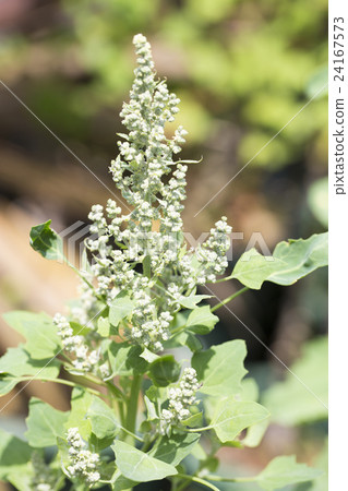 奎奴亞藜的耳朵 24167573