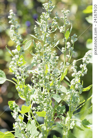 奎奴亞藜的耳朵 24167610