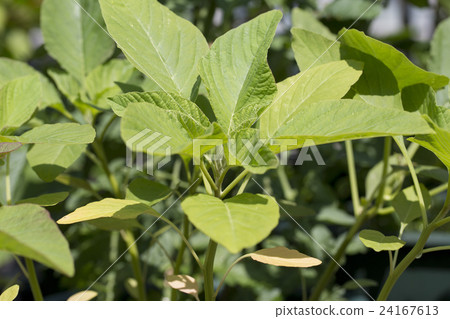 Amaranth seedlings 24167613