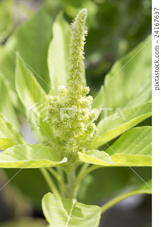 Flower of Amaranthus Flower of Amaranthus 24167637