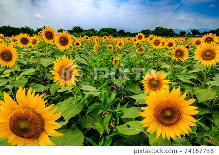 sunflower	 24167738