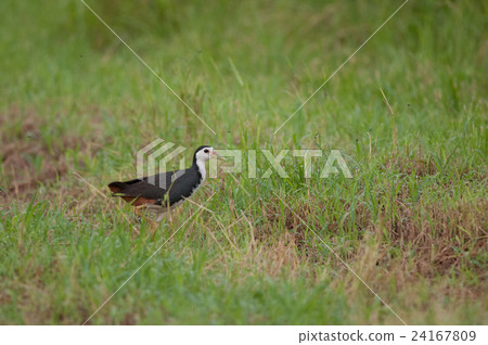 White rose quinner that I met in a field 24167809