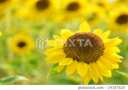 sunflower sunflower 24167820