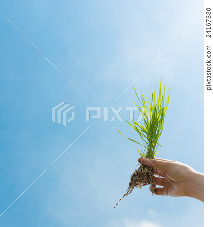 Rice planting 24167880