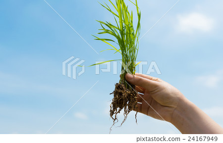 水稻種植 24167949