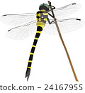 Dragonfly  24167955