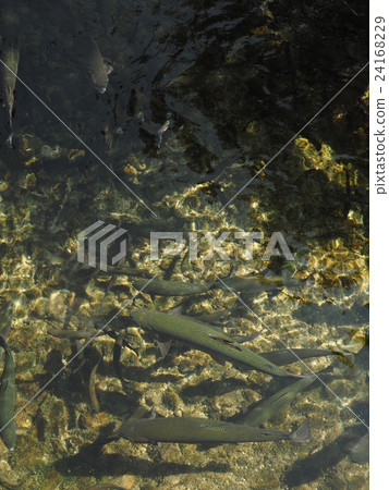 在山梨縣忍野村的忍野Hakkai游泳的許多彩虹鱒魚 24168229