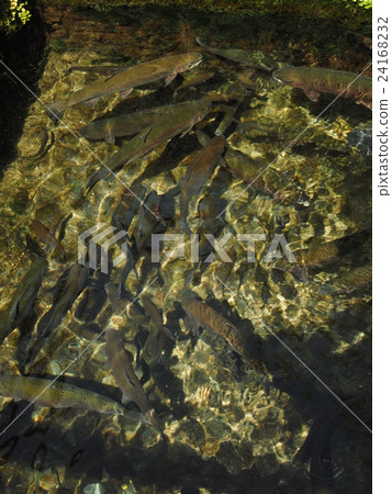 在山梨縣忍野村的忍野Hakkai游泳的許多彩虹鱒魚 24168232