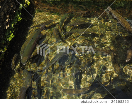 在山梨縣忍野村的忍野Hakkai游泳的許多彩虹鱒魚 24168233