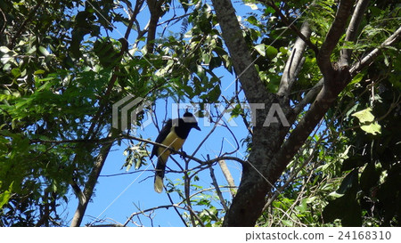 bird  24168310
