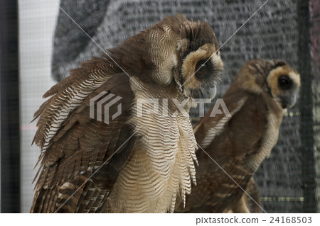 Brown faced owl Brown faced owl 24168503