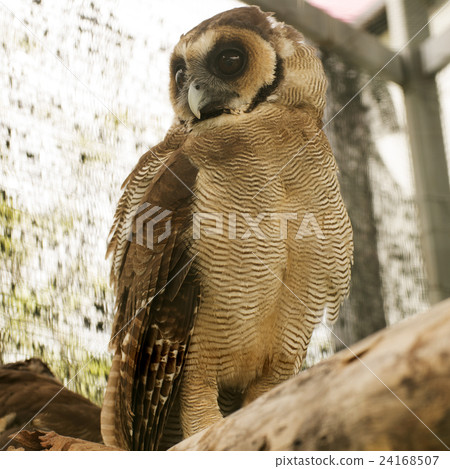 Brown faced owl 24168507