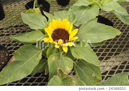 Mini sunflower 24169201